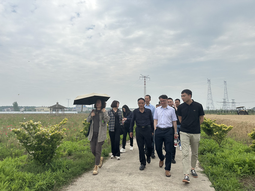 民建大观四支部联合安庆市（民建）企联会开展“走进圩上花田，助力乡村振兴”调研活动